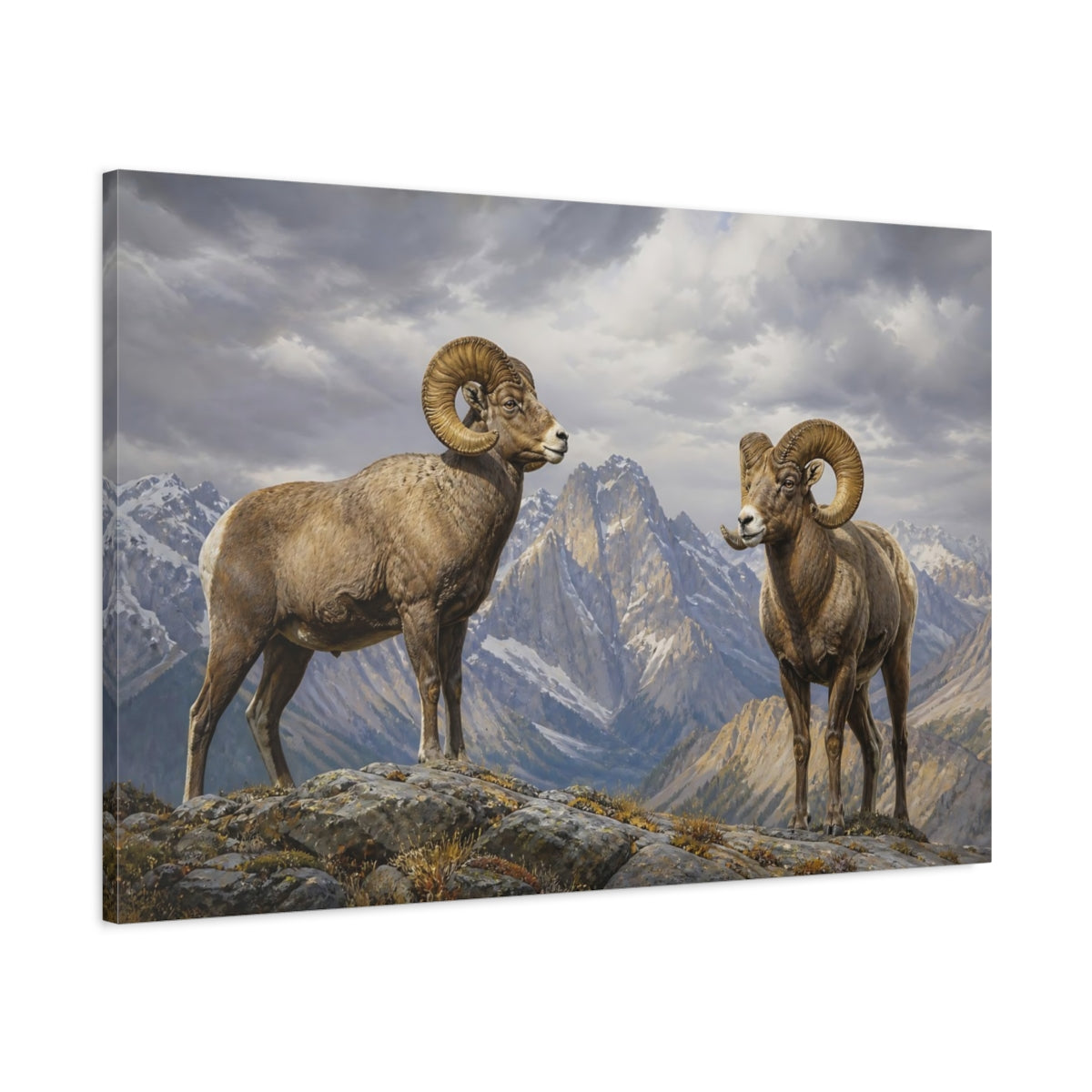 Main Mockup. Animals Bighorn Sheep Brown Grey Mountains shown as stretched canvas wall art